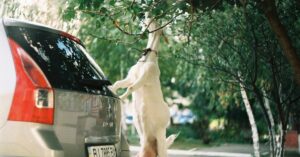 découvrez le renault austral, un suv moderne et dynamique alliant confort, technologie avancée et performances exceptionnelles. idéal pour les familles et les aventuriers, l'austral se distingue par son design élégant et ses solutions pratiques.