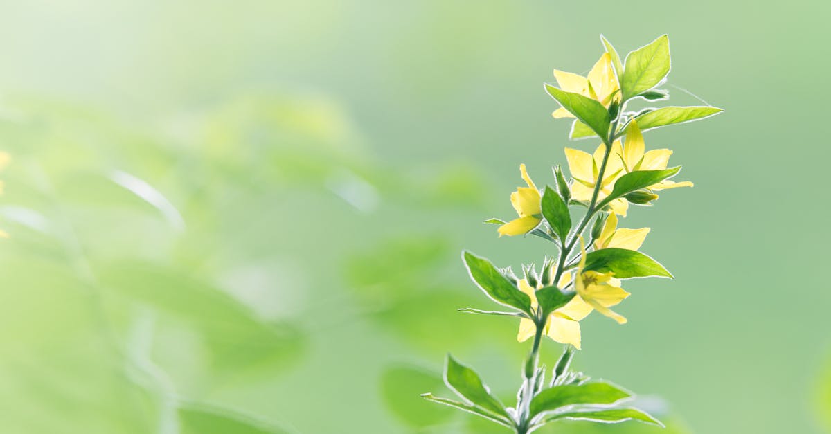 découvrez les merveilles des quatre saisons à travers nos articles captivants. plongez dans l’éclat du printemps, la chaleur de l’été, les couleurs vibrantes de l’automne et la magie de l’hiver. explorez des activités, des conseils et des inspirations pour chaque saison de l'année.