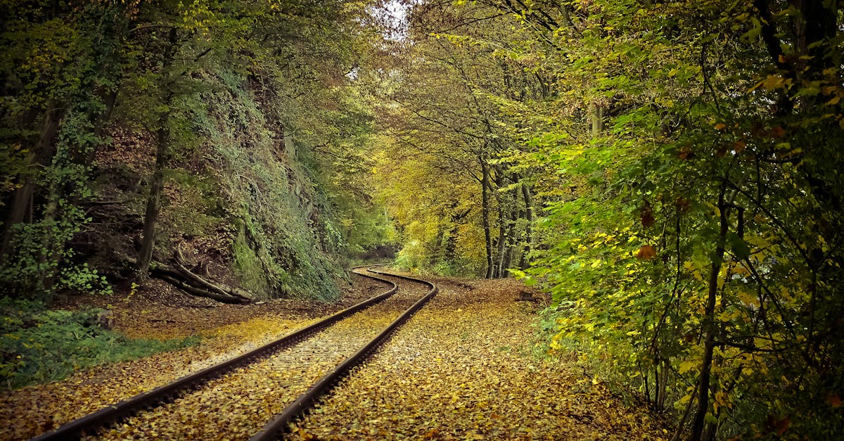 découvrez notre guide complet sur les saisons : une exploration des quatre périodes de l'année, leurs caractéristiques, leurs traditions, et comment elles influencent notre quotidien. plongez dans les merveilles de la nature au fil des saisons.
