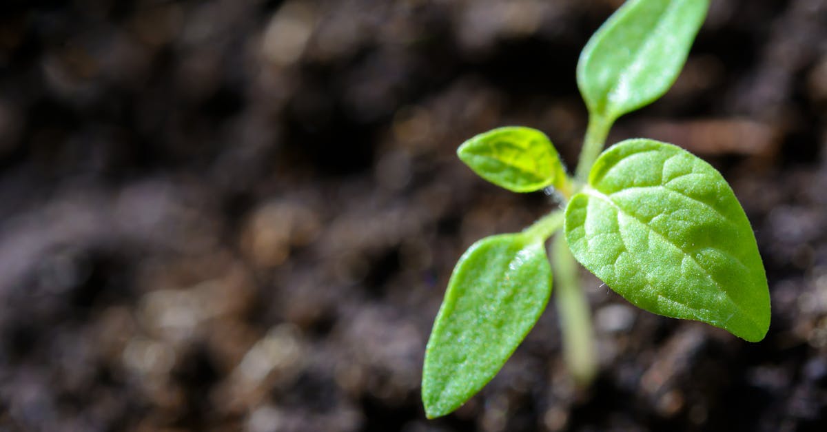 découvrez les quatre saisons et leurs charmes uniques : le renouveau du printemps, la chaleur de l'été, les couleurs chatoyantes de l'automne et la magie de l'hiver. plongez dans l'univers des saisons et leurs activités incontournables.