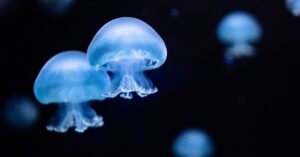 découvrez tout ce qu'il faut savoir sur le sp95-e10, un carburant performant adapté à de nombreux véhicules. informez-vous sur ses avantages, son impact environnemental et comment il peut améliorer votre expérience de conduite.