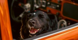 découvrez le volkswagen touareg, un suv alliant luxe, performance et technologie de pointe. profitez d'un espace intérieur élégant et d'une conduite dynamique, que ce soit en ville ou sur les terrains accidentés. explorez ses caractéristiques innovantes et son design distinctif qui font de chaque voyage une expérience inoubliable.