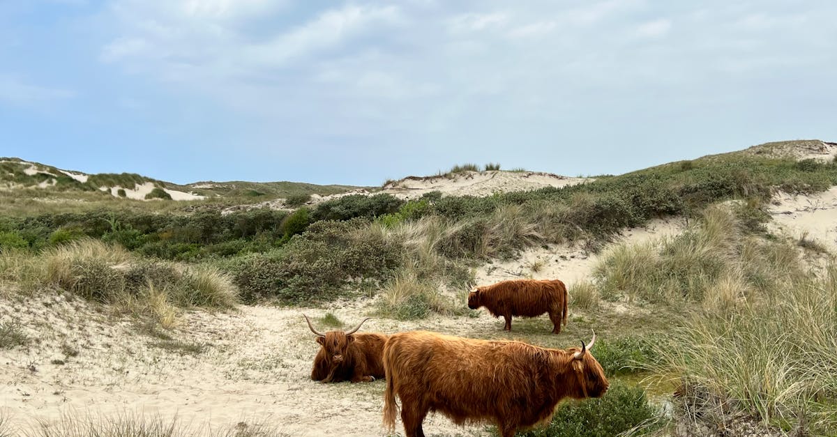 découvrez tout ce que vous devez savoir sur les zones à faibles émissions (zfe) en france : objectifs, avantages et impacts sur la qualité de l'air. informez-vous sur les réglementations et comment elles peuvent affecter votre mobilité et l'environnement.