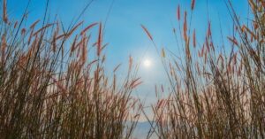 découvrez les enjeux de la pénalité écologique, une mesure pénale visant à sanctionner les comportements nuisibles à l'environnement. explorez son impact sur la protection de la nature et les initiatives pour un futur durable.