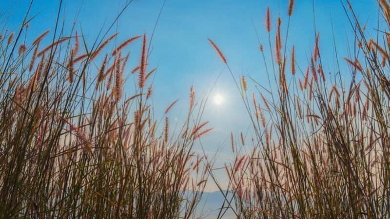 Quel impact aura le malus écologique rétroactif sur les véhicules d’occasion en 2026 ?