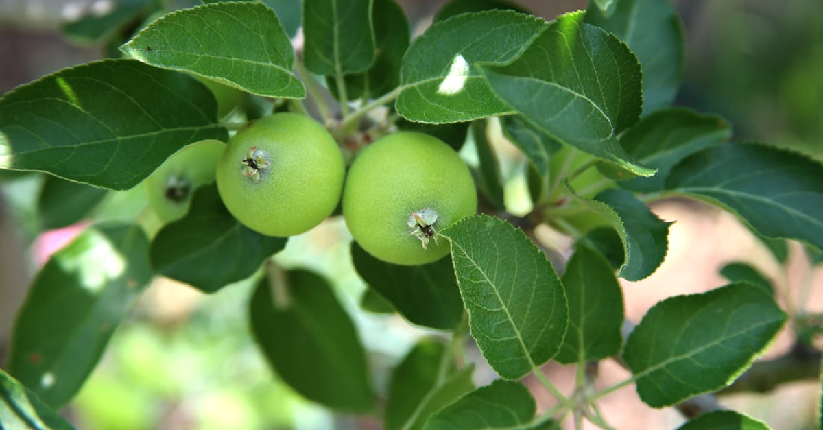 Nouvelle réglementation sur le malus écologique 2025 : des changements impactants pour certains véhicules d’occasion !