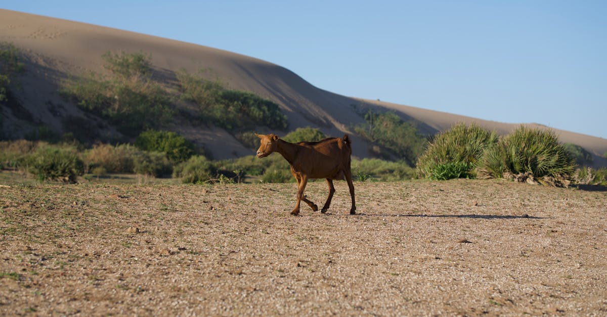 découvrez ce qu'est une pénalité écologique, son fonctionnement et son impact sur l'environnement et la société. informez-vous sur les mesures prises pour encourager des comportements plus durables.