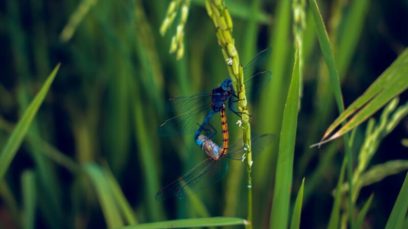 Nouvelle réglementation sur le malus écologique 2025 : des changements impactants pour certains véhicules d’occasion !
