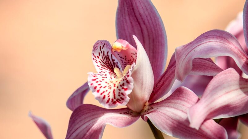 Dacia Duster hybride 140 ch : notre évaluation et les données clés après de nombreux essais