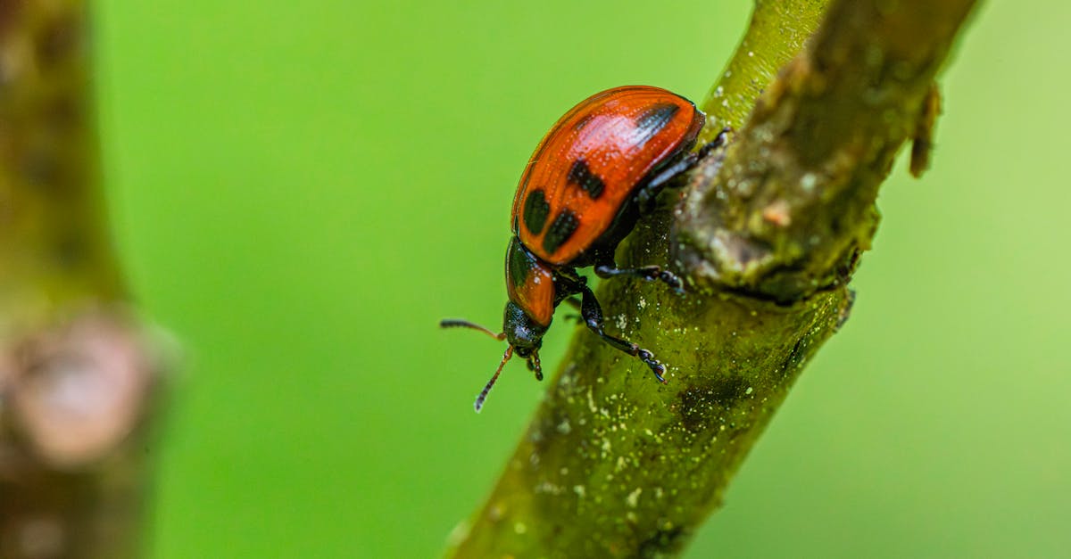 Découvrez la Nissan Leaf : l’électrique qui redéfinit votre conduite