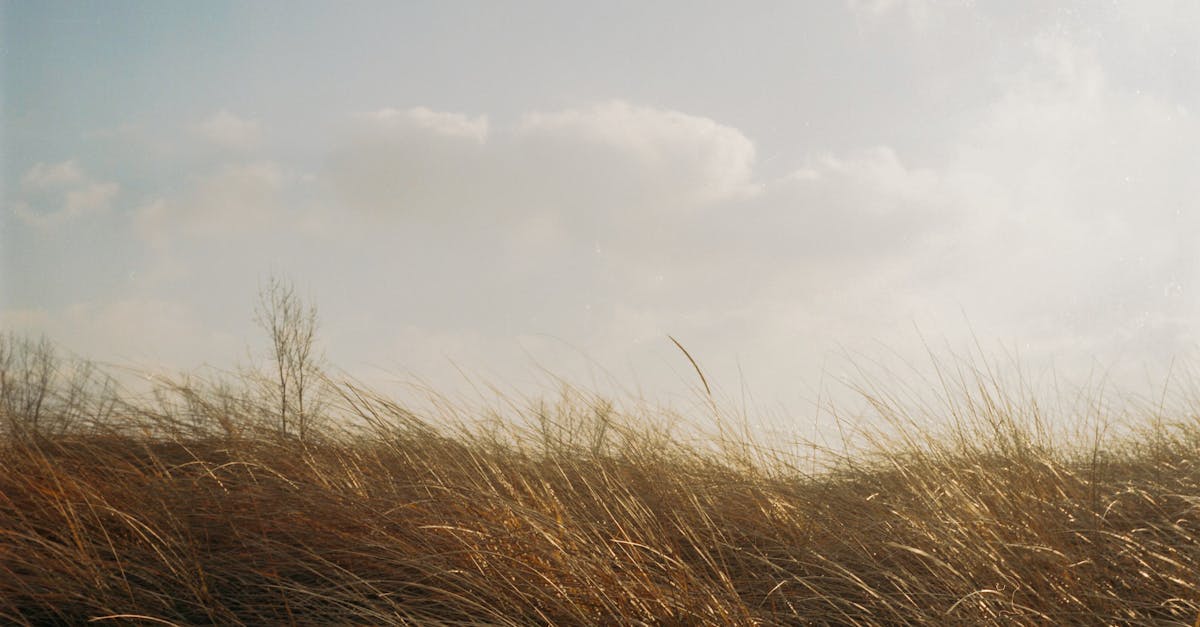découvrez les peugeot open days : profitez d’offres exclusives, essayez les derniers modèles et bénéficiez de conseils personnalisés dans votre concession peugeot. ne manquez pas cet événement exceptionnel !