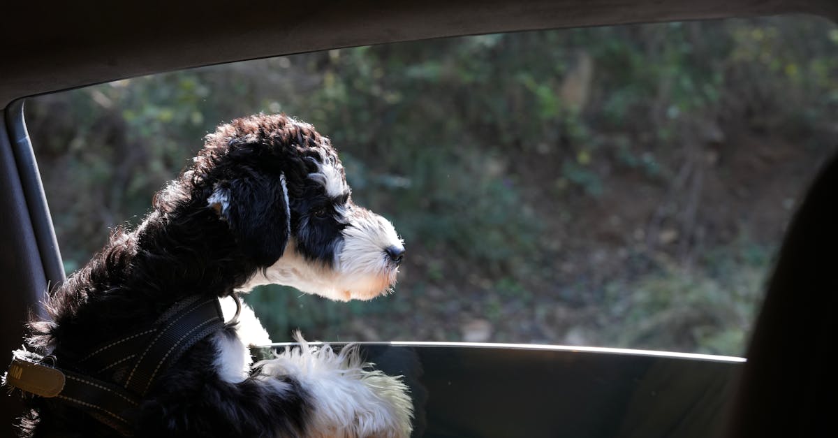 découvrez le seat arona, un suv compact alliant style, performance et technologie pour vos déplacements quotidiens.