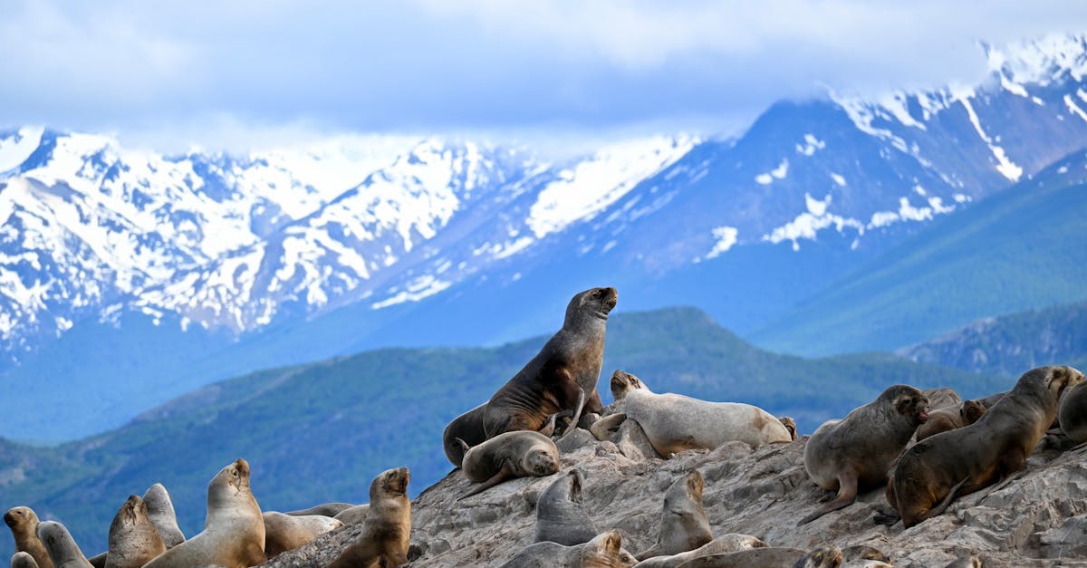 découverte de l’alpine a110 : une icône de performance et de modernité