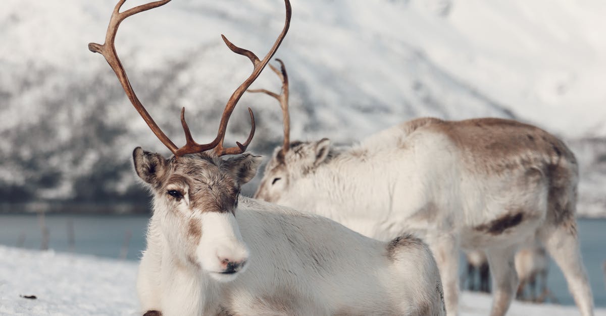 découvrez la nouvelle audi a6 2025 : design élégant, technologies innovantes et performances exceptionnelles pour une expérience de conduite inégalée.
