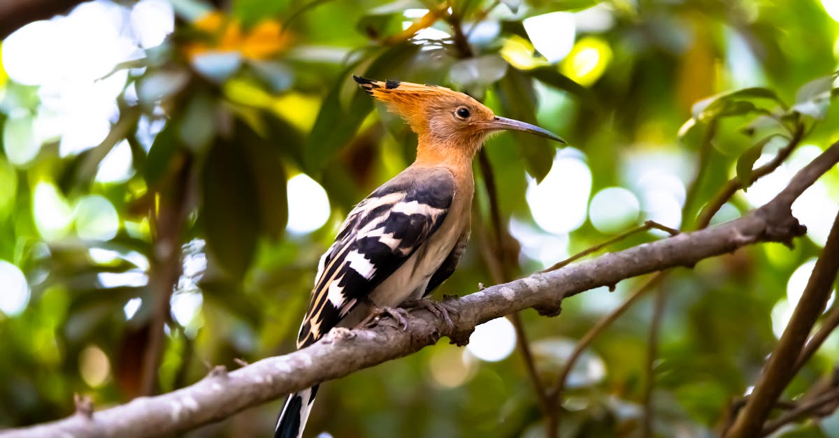 découvrez la meilleure sélection de renault captur hybrid : performances, économie d'énergie et design innovant pour une conduite écologique et agréable.