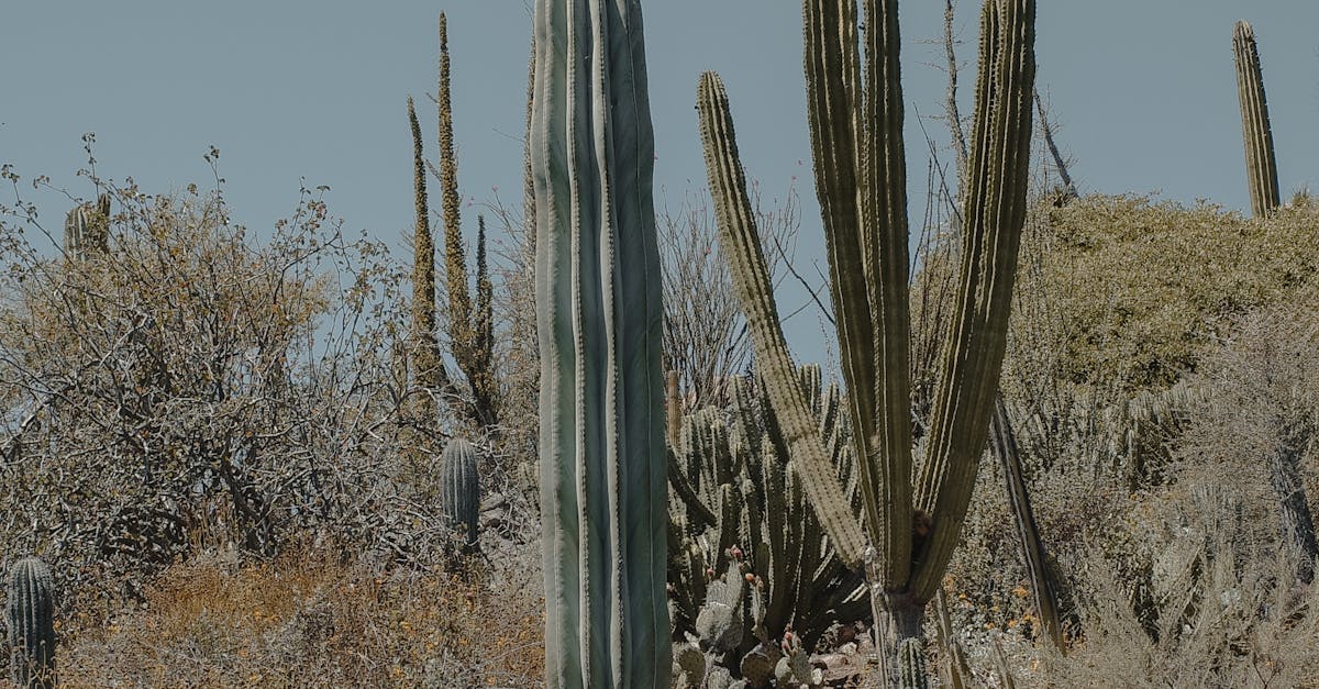 découvrez la dacia sandero iii 1.0 eco-g 100ch gpl, une voiture économique et écologique alliant performance, faible consommation et respect de l'environnement.