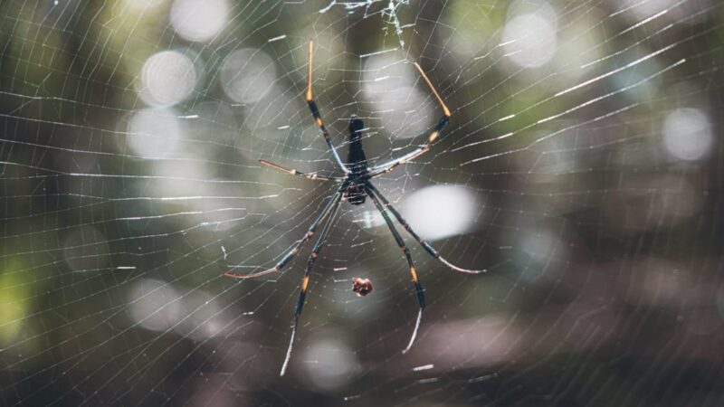 découverte de la fiche technique de la dacia sandero iii 1.0 eco-g 100ch gpl – 2025, une berline 5 portes qui allie performance et économie