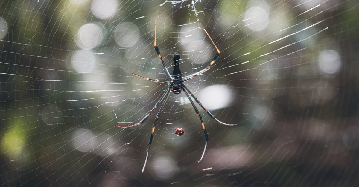 découverte de la fiche technique de la dacia sandero iii 1.0 eco-g 100ch gpl – 2025, une berline 5 portes qui allie performance et économie