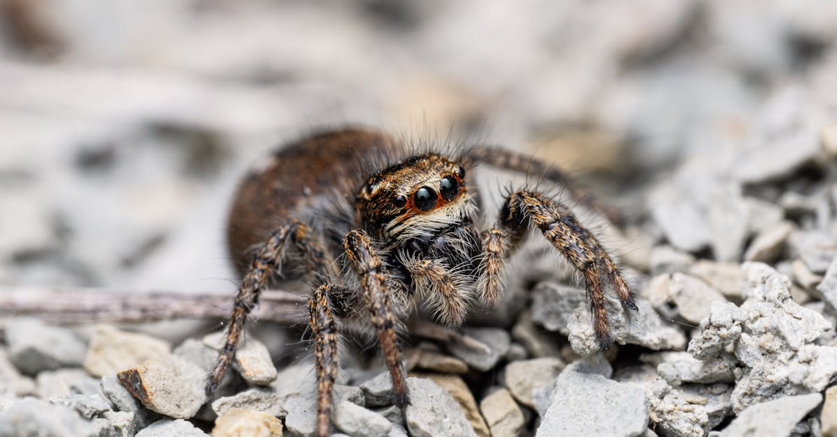 découvrez la fiat 124 spider, un roadster italien alliant élégance, performances dynamiques et plaisir de conduite à ciel ouvert.