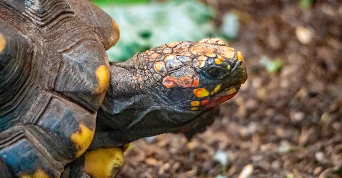 réservoirs adblue de haute qualité pour véhicules diesel, garantissant une réduction efficace des émissions polluantes et une conformité aux normes environnementales.