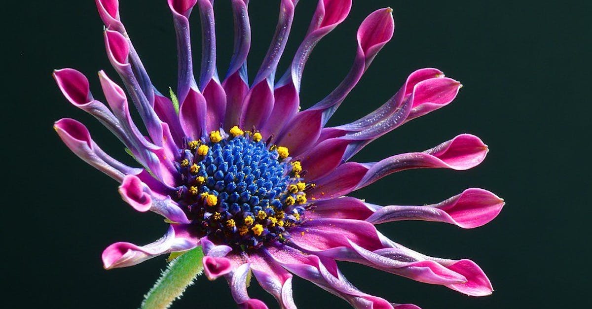 découvrez le prix de la citroën c3 hybrid, son rapport qualité-prix et les offres disponibles pour cette voiture écoénergétique alliant performance et design.