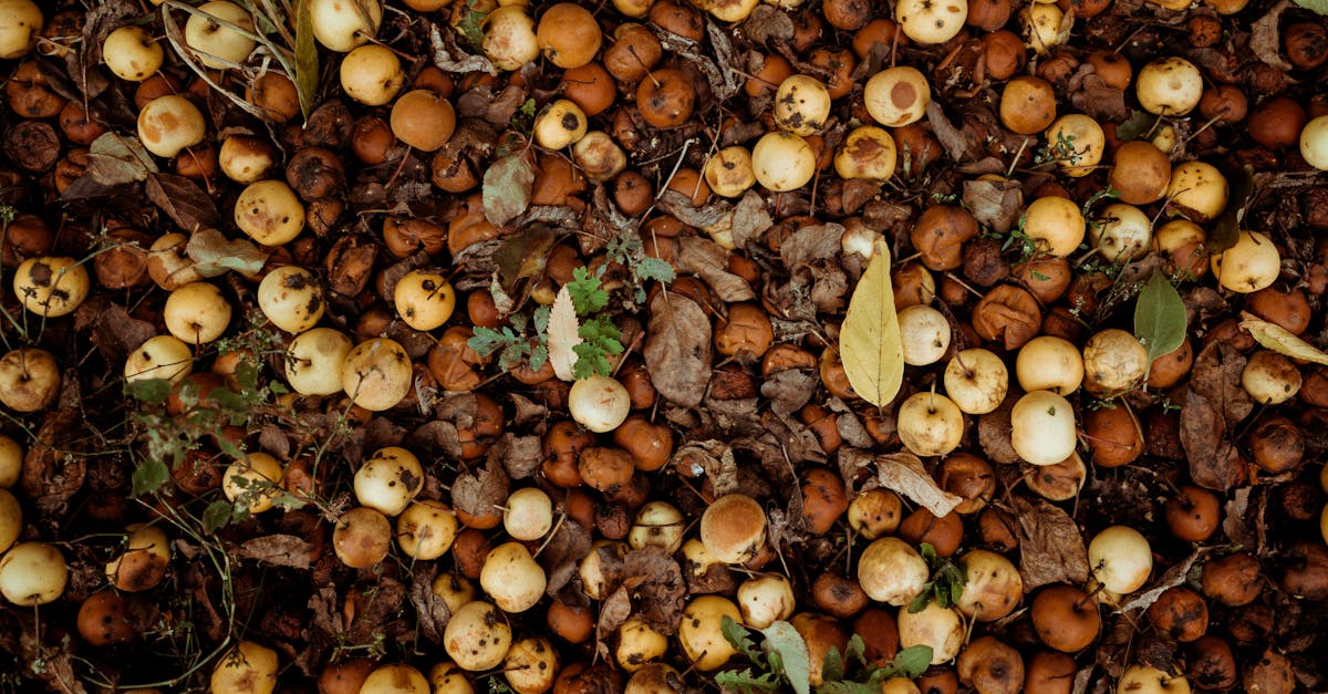 découvrez les voitures à hydrogène, une technologie innovante et écologique pour un avenir durable et sans émissions.