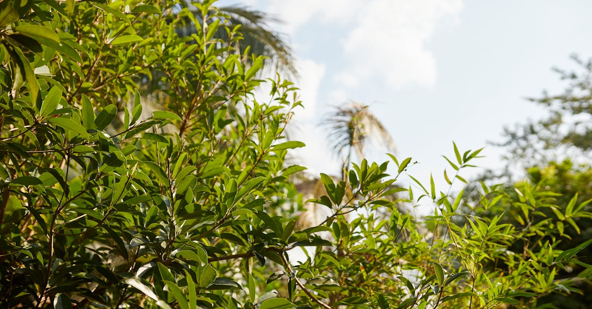 découvrez le land rover velar, un suv alliant élégance, performance et technologies innovantes pour une expérience de conduite unique.