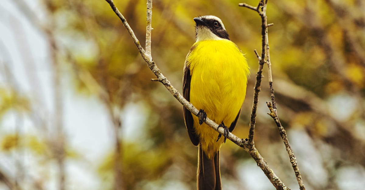 découvrez notre avis complet sur la mg zs d'entrée de gamme : design, performances, confort et rapport qualité-prix.