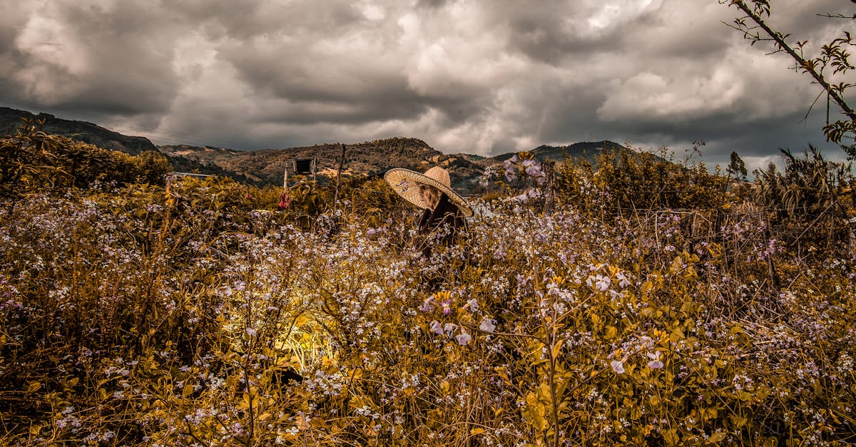 découvrez tout sur la renault 4l, l'iconique voiture française appréciée pour sa simplicité, sa robustesse et son style intemporel.