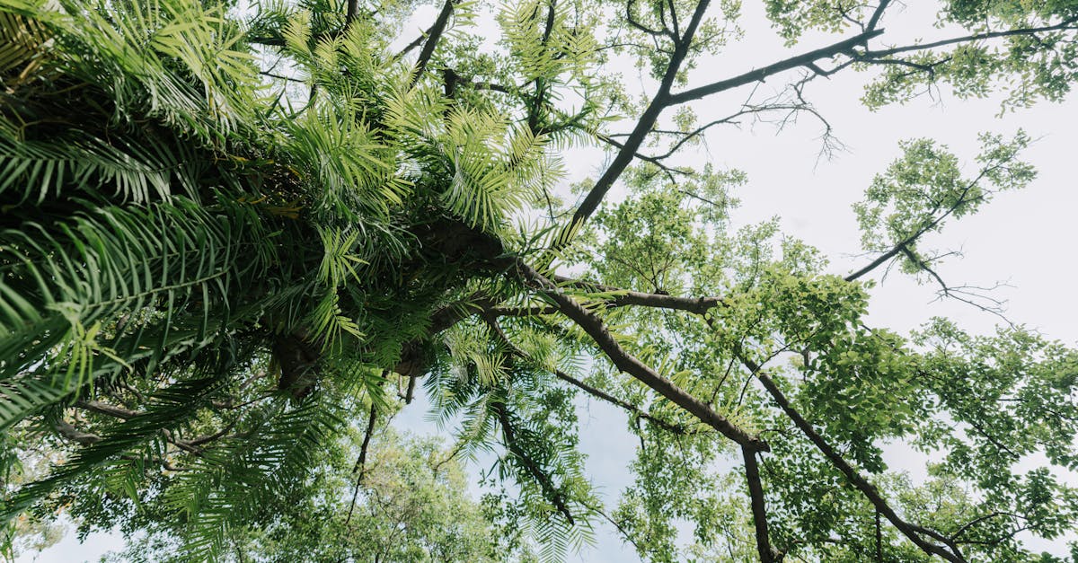 découvrez la renault captur 2024, une voiture compacte alliant design moderne, technologies innovantes et performances optimisées pour une expérience de conduite exceptionnelle.