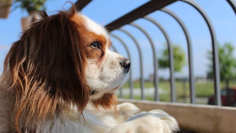 Charles Leclerc : l’ambassadeur de la passion Ferrari en F1