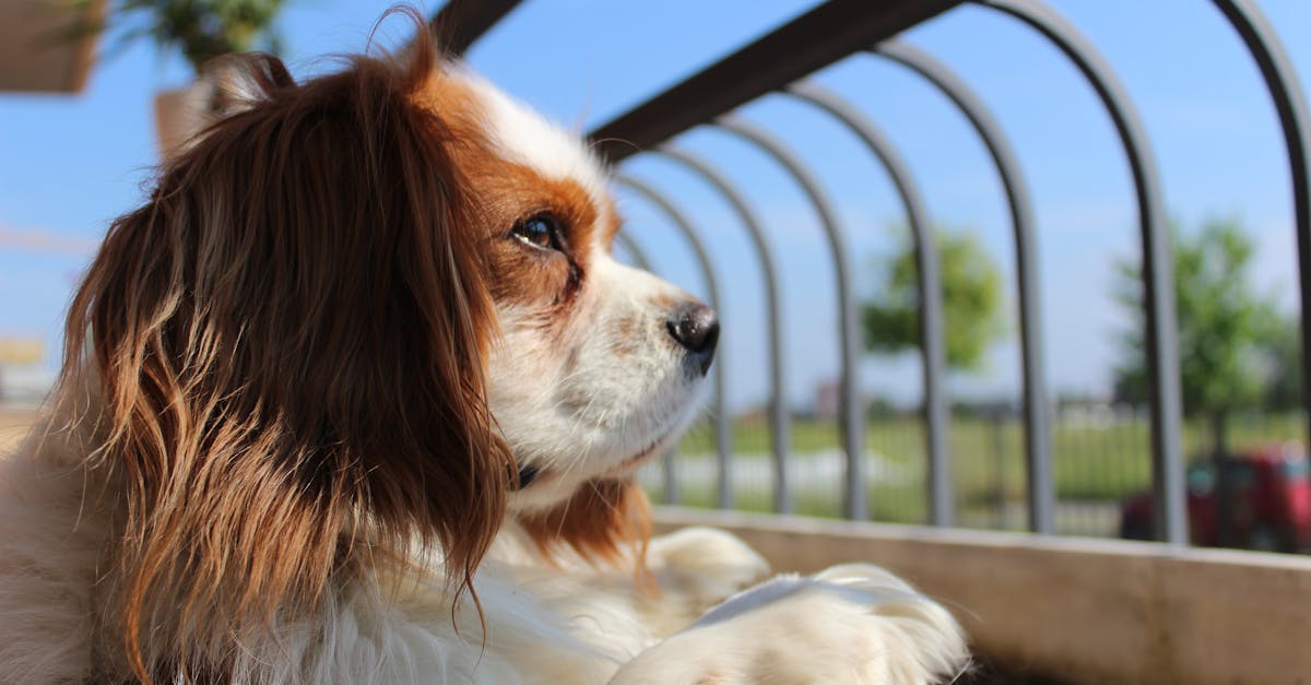 Charles Leclerc : l’ambassadeur de la passion Ferrari en F1