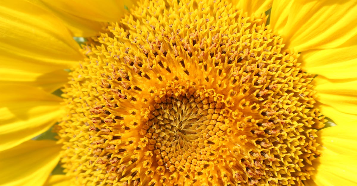 informations importantes sur le rappel de la citroën c3 : découvrez les modèles concernés, les raisons du rappel et les démarches à suivre pour votre sécurité.