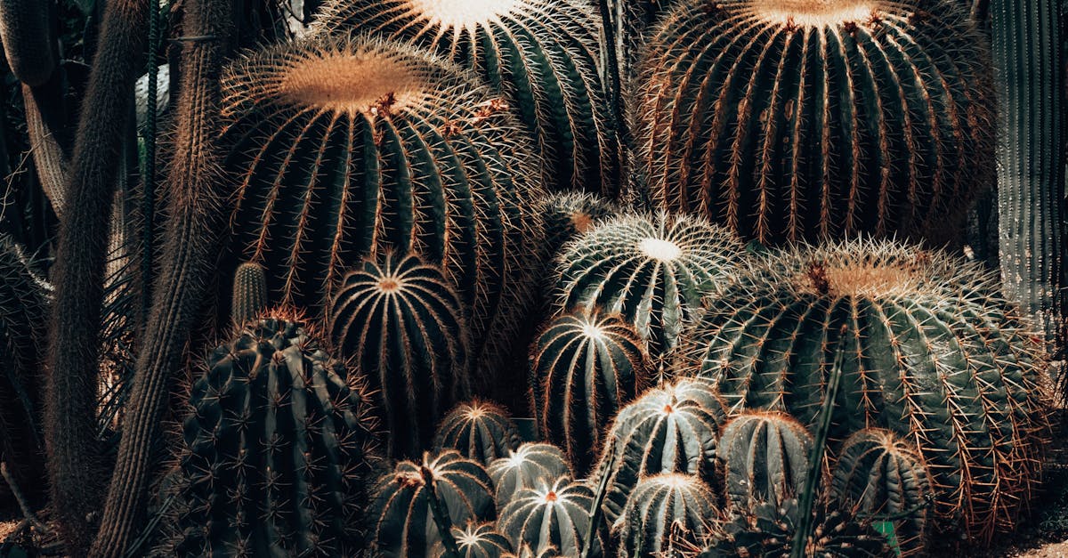 découvrez la citroën c4 cactus, un suv compact alliant design audacieux, confort innovant et technologies avancées pour une expérience de conduite unique.