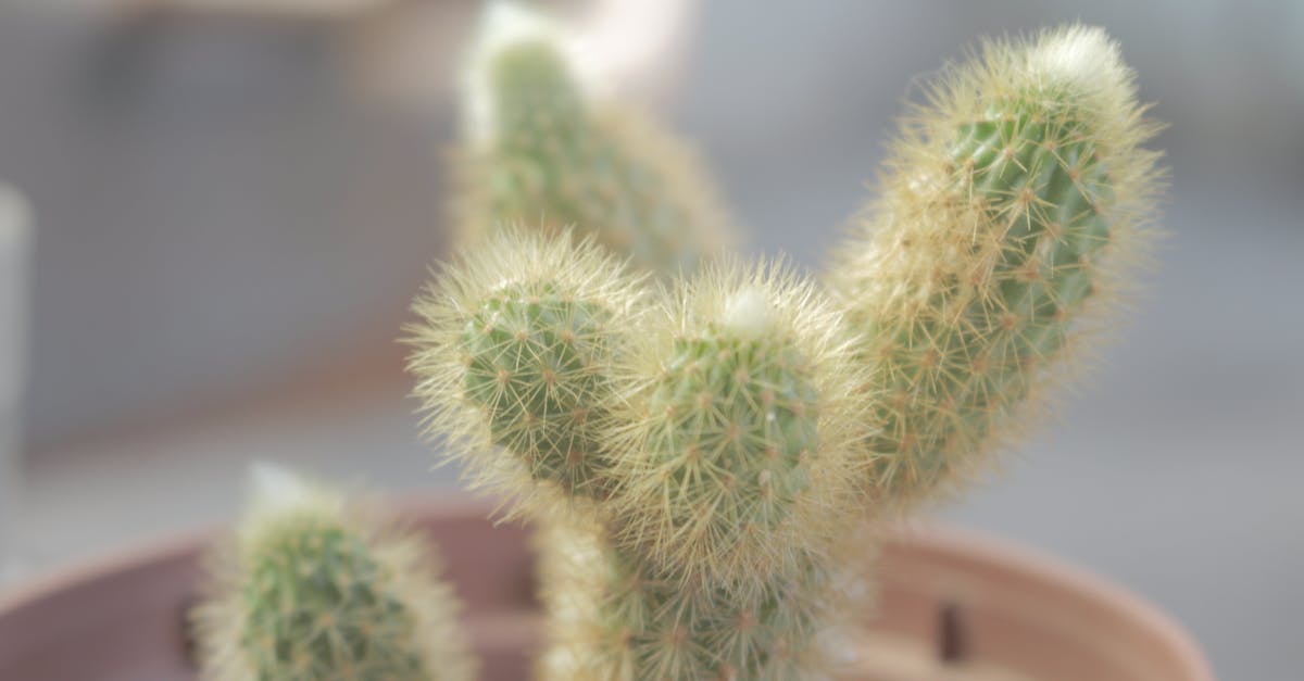 découvrez la citroën c4 cactus, un suv compact alliant design innovant, confort optimal et technologies avancées pour une conduite unique.