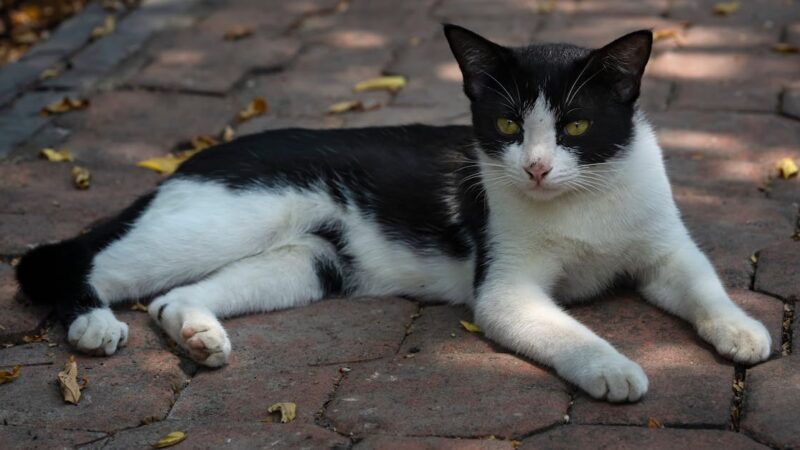 Test complet du Citroën C5 Aircross hybride 136 : découvrez les performances de la version sans recharge
