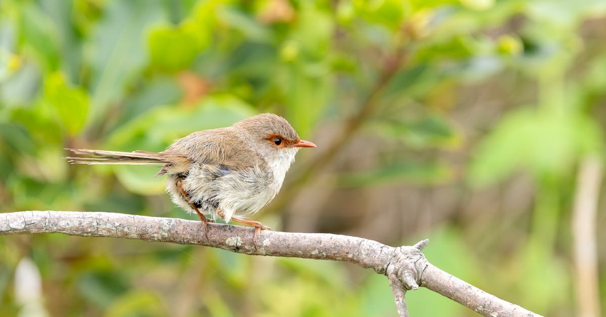 découvrez la skoda superb, une berline élégante et spacieuse alliant performance, confort et technologies innovantes pour une expérience de conduite optimale.