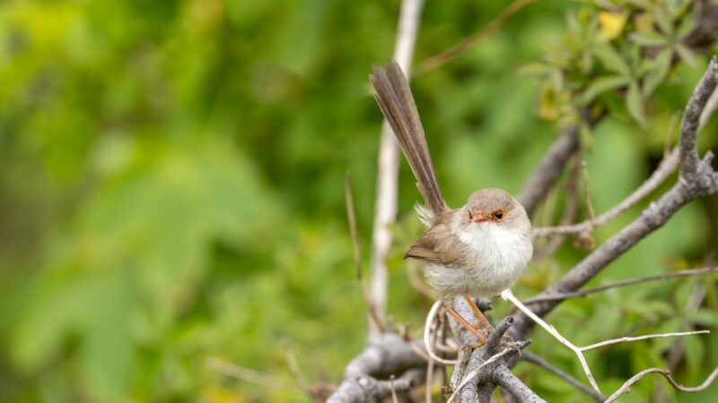 découverte de la skoda superb : un modèle d’élégance et de confort