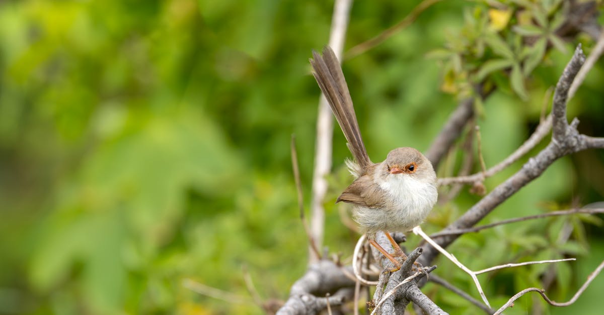 découverte de la skoda superb : un modèle d’élégance et de confort